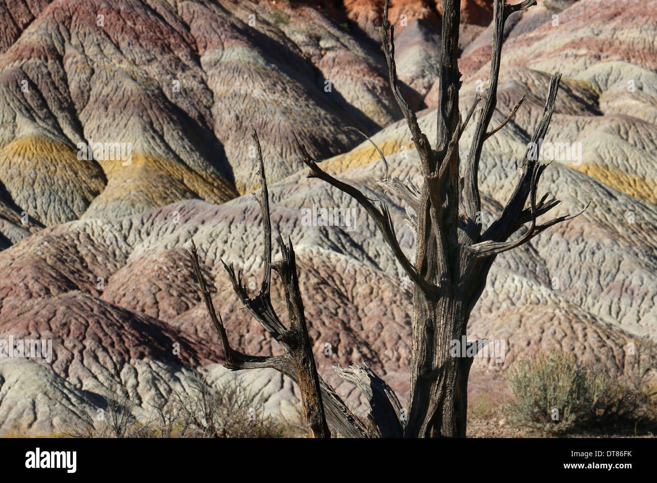 toter Baum Vermilion Cliffs National Monument Arizona Stockfoto