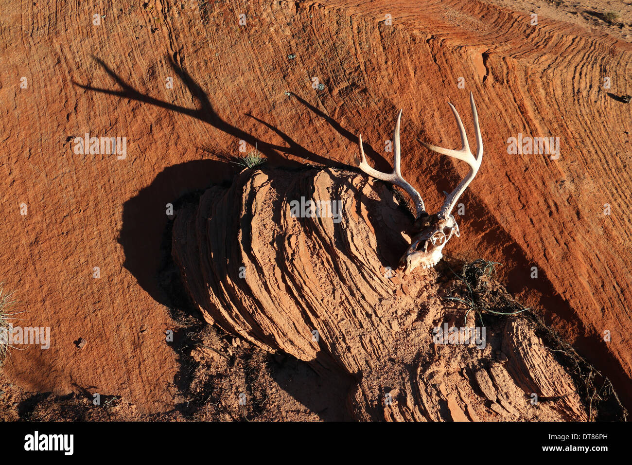 Maultierhirsche Schädel und Geweih Utah Sonnenuntergang Klippe Felsen glatt Slickrock Spiel Ewe laufen springen springen laufende Herde Säugetier Stockfoto