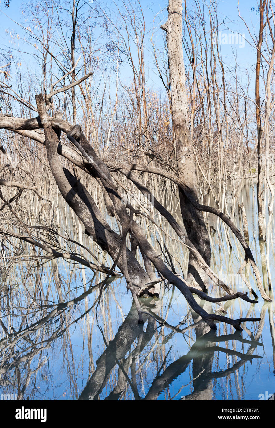 Australien-Menindee Lakes berühmt für reflektierte Bäume Stockfoto