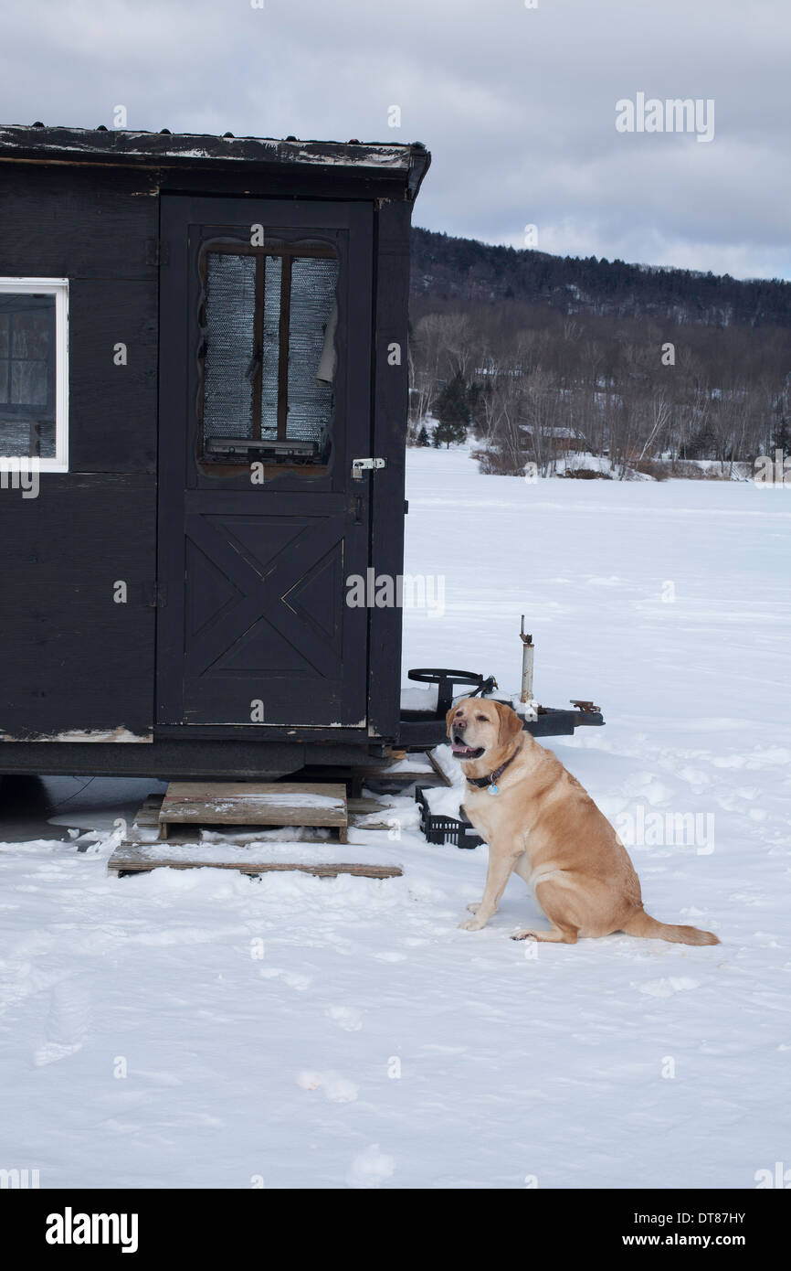 Goldener Labrador Retriever wartet brav auf seine Besitzer, die Fischerei-Hütte auf einem zugefrorenen Teich New England zu kommen. Stockfoto
