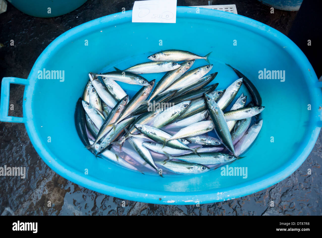 Sardinen in einem blauen Eimer, Fischmarkt, Catania, Sizilien Stockfoto