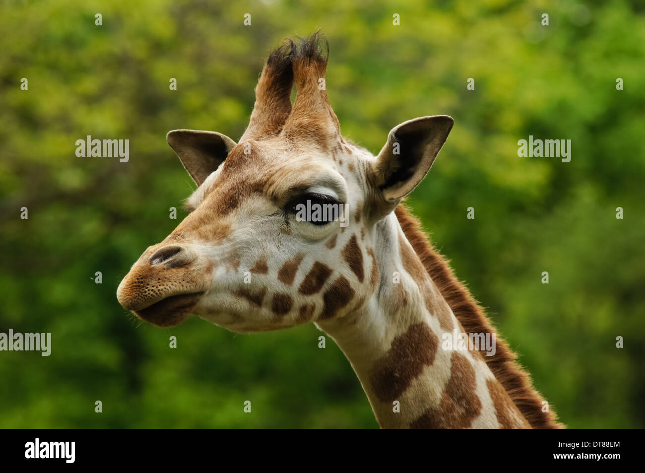 Nahaufnahme Porträt von Rothschilds Giraffe Stockfoto