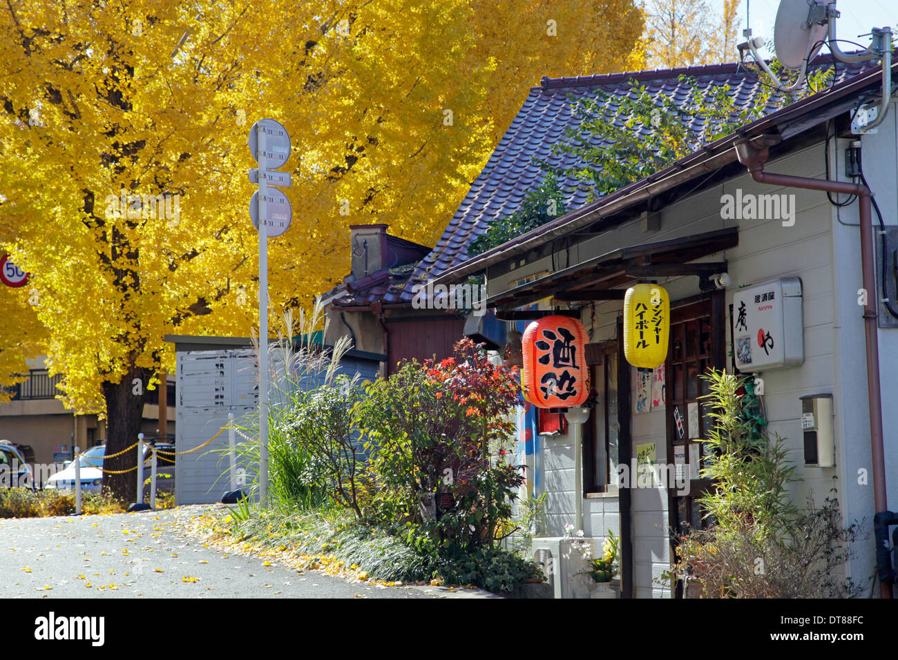 Kneipe und Ginkgo Baum von Koshu-Kaido Avenue Hachioji Tokio Japan Stockfoto