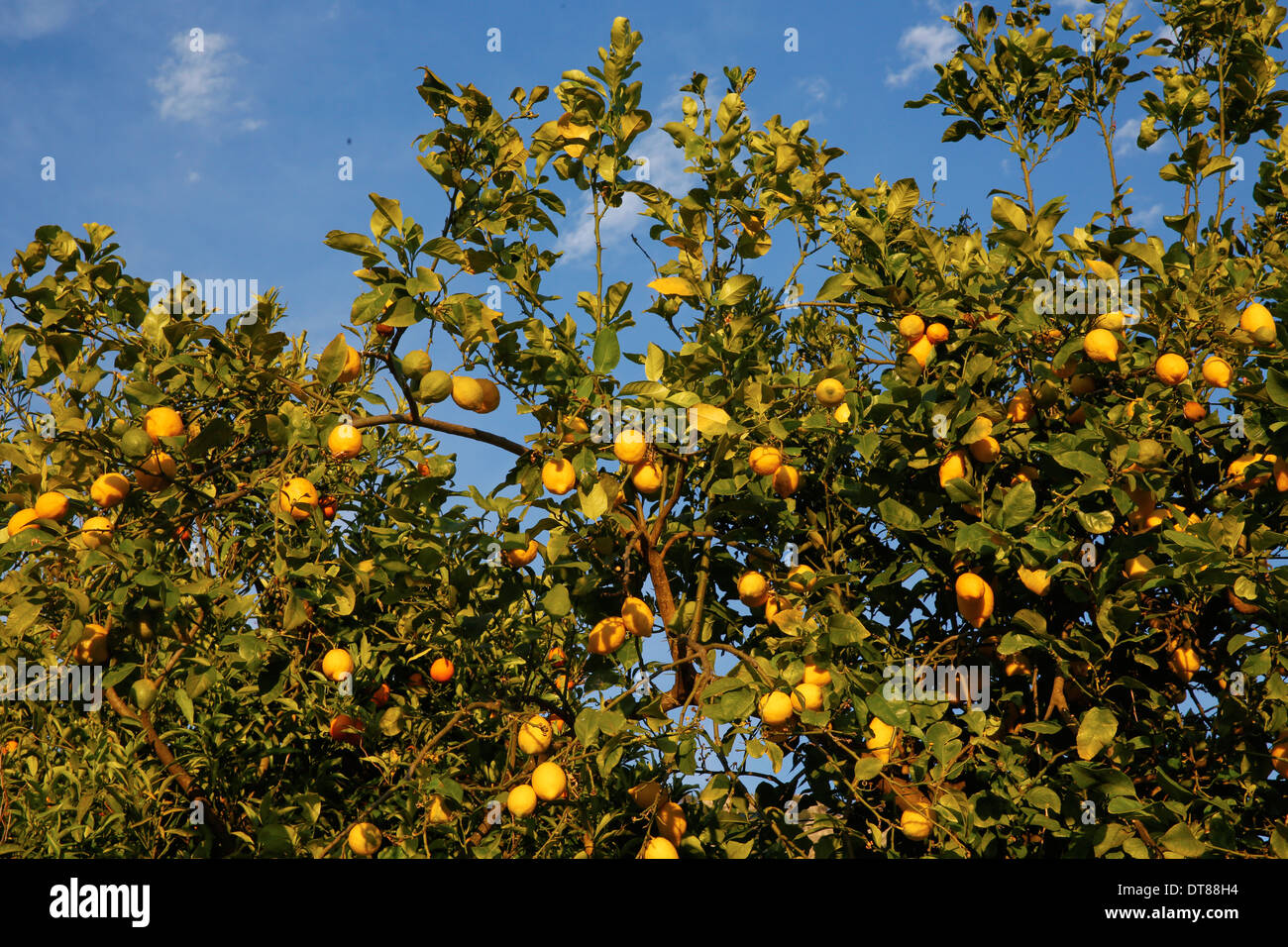 Orangenhain in der Sierra Tramuntana, Mallorca Stockfoto