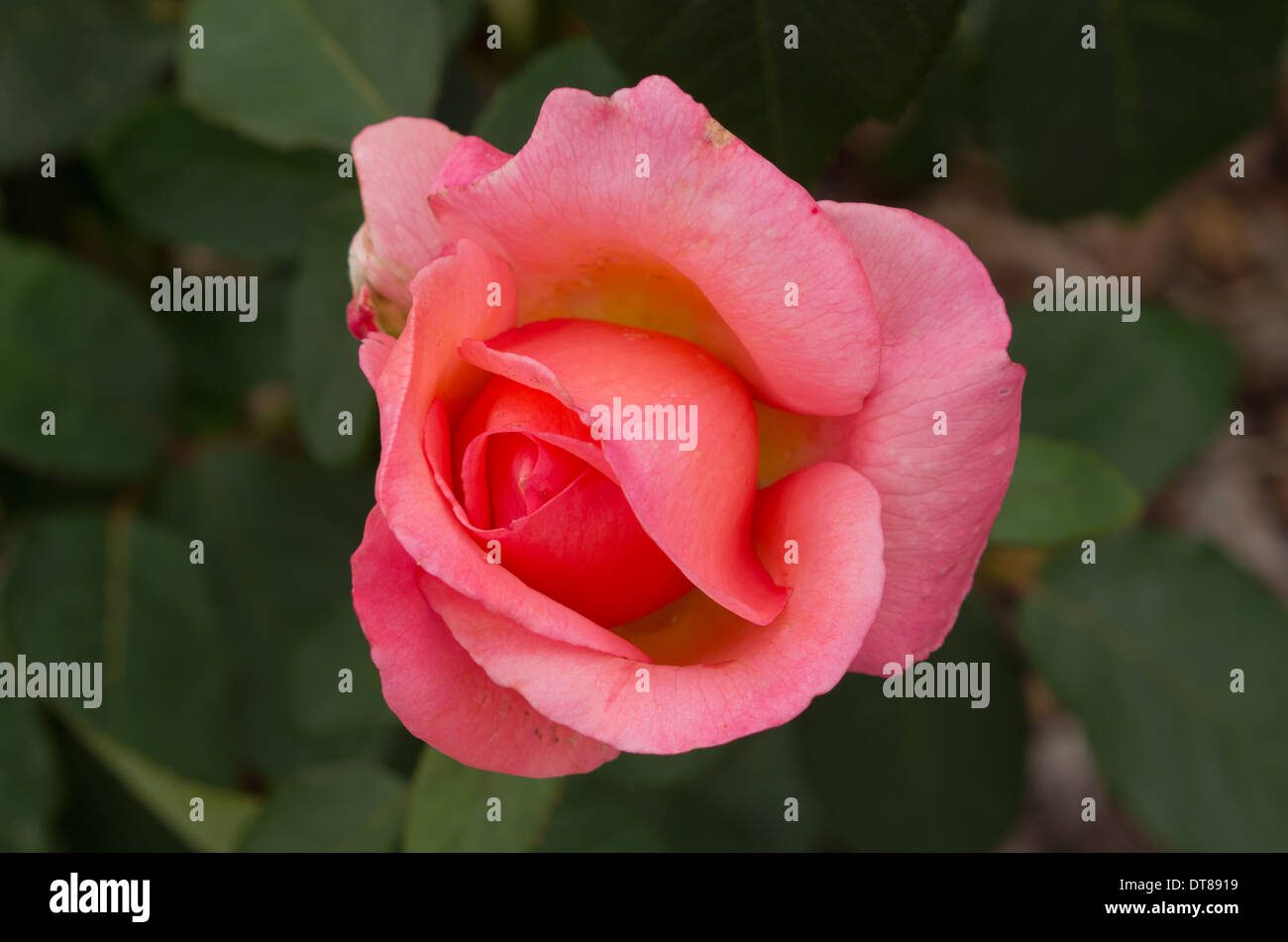 Rose Lovely Lady Stockfoto