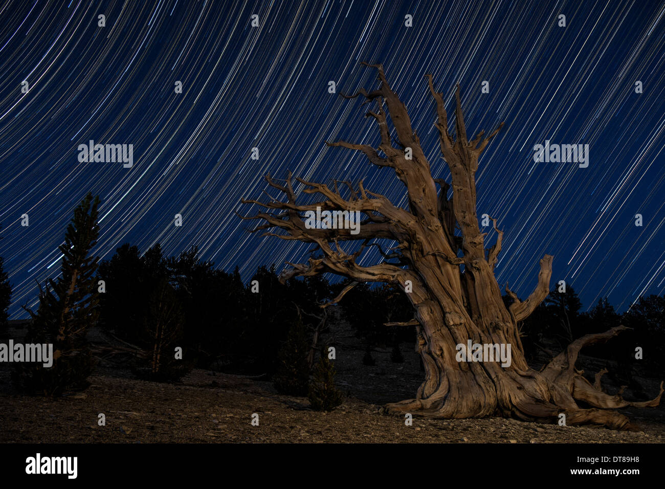 Eine Bristlecone Kiefer sitzt gegen einen Weg der Sterne Schwänzen, California. Stockfoto