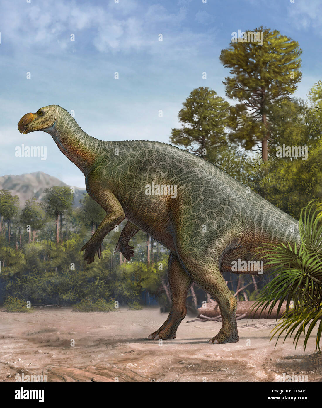 Iguanodont Fotos und Bildmaterial in hoher Auflösung Alamy