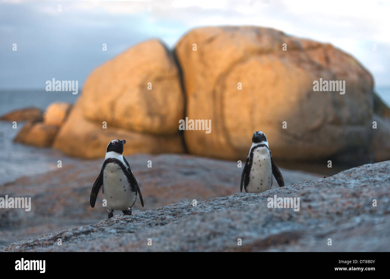 Afrikanische Pinguine (Spheniscus Demersus) spazieren am Strand. Südafrika Stockfoto