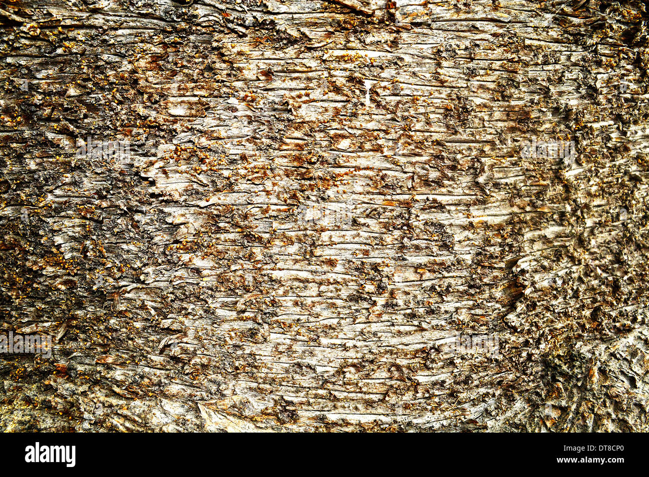Makroaufnahme der Rinde eines riesigen Baum Stockfoto