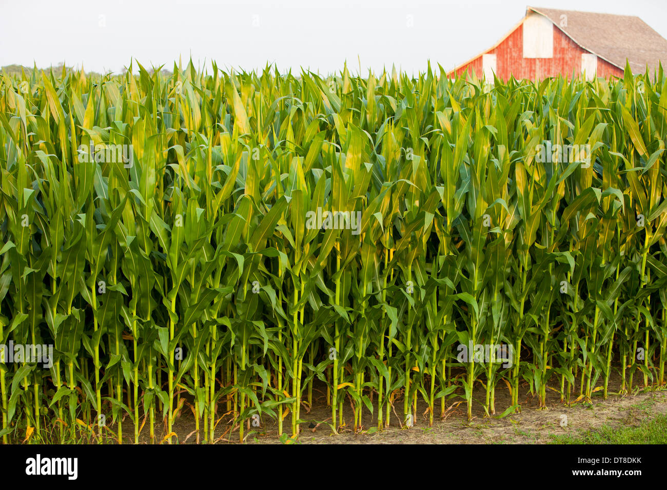 Einem hohen Maisfeld in Zentral-Illinois. Stockfoto