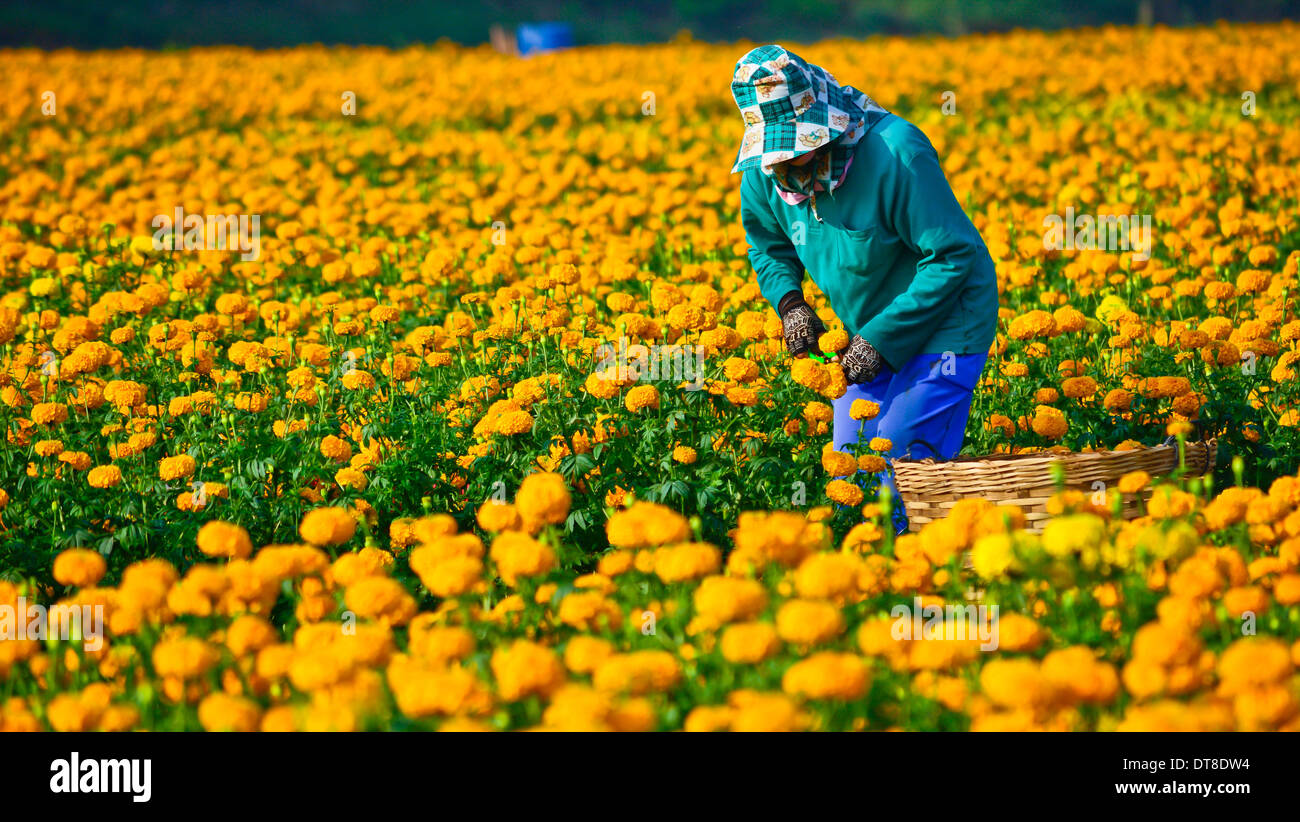 Nicht identifizierte Arbeitnehmer sind Blumenpflücken Ringelblume für Verkauf zum Blumenmarkt in Bangkok am Februar 1,2014 in Sukhothai Thailand Stockfoto