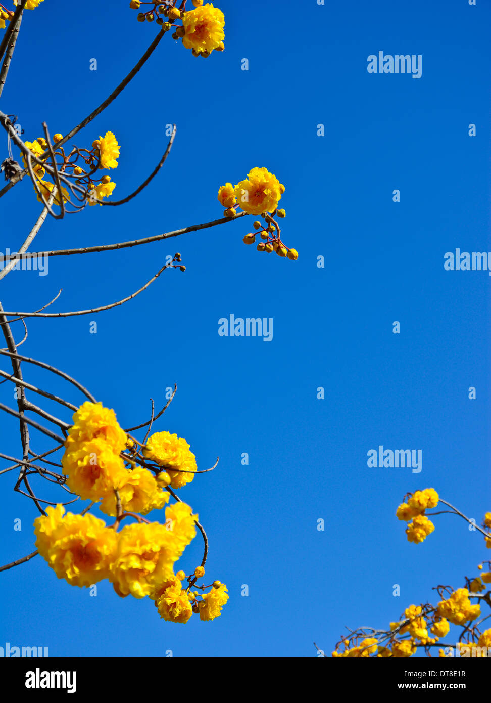 Gelbe Seide Baumwolle Blumen und blauer Himmelshintergrund Stockfoto