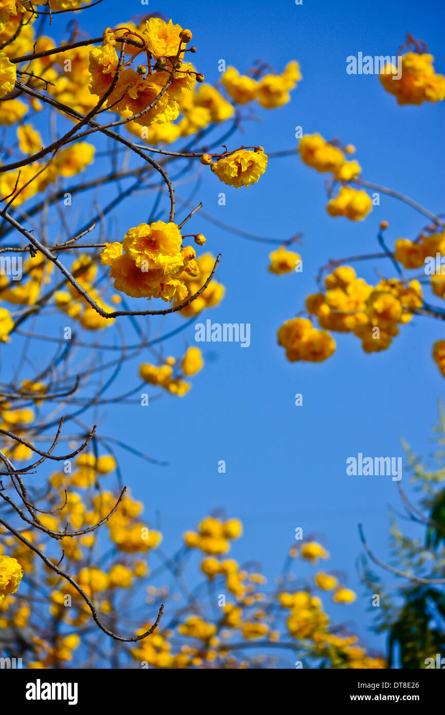 Gelbe Seide Baumwolle Blumen und blauer Himmelshintergrund Stockfoto