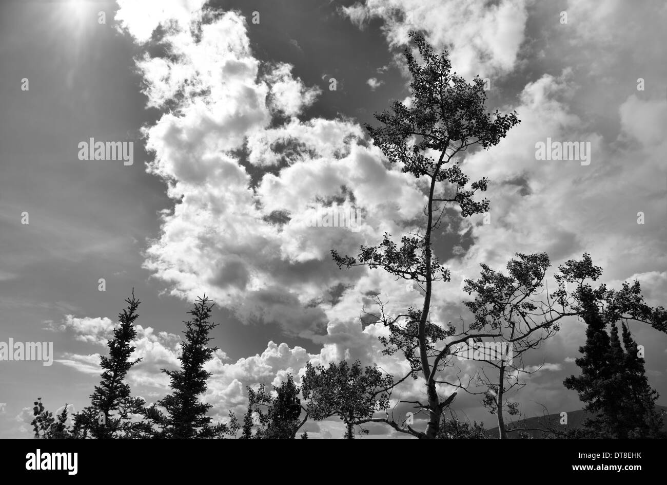 Yukon-Bäume mit Wolken und Sonne in schwarz und weiß. Stockfoto