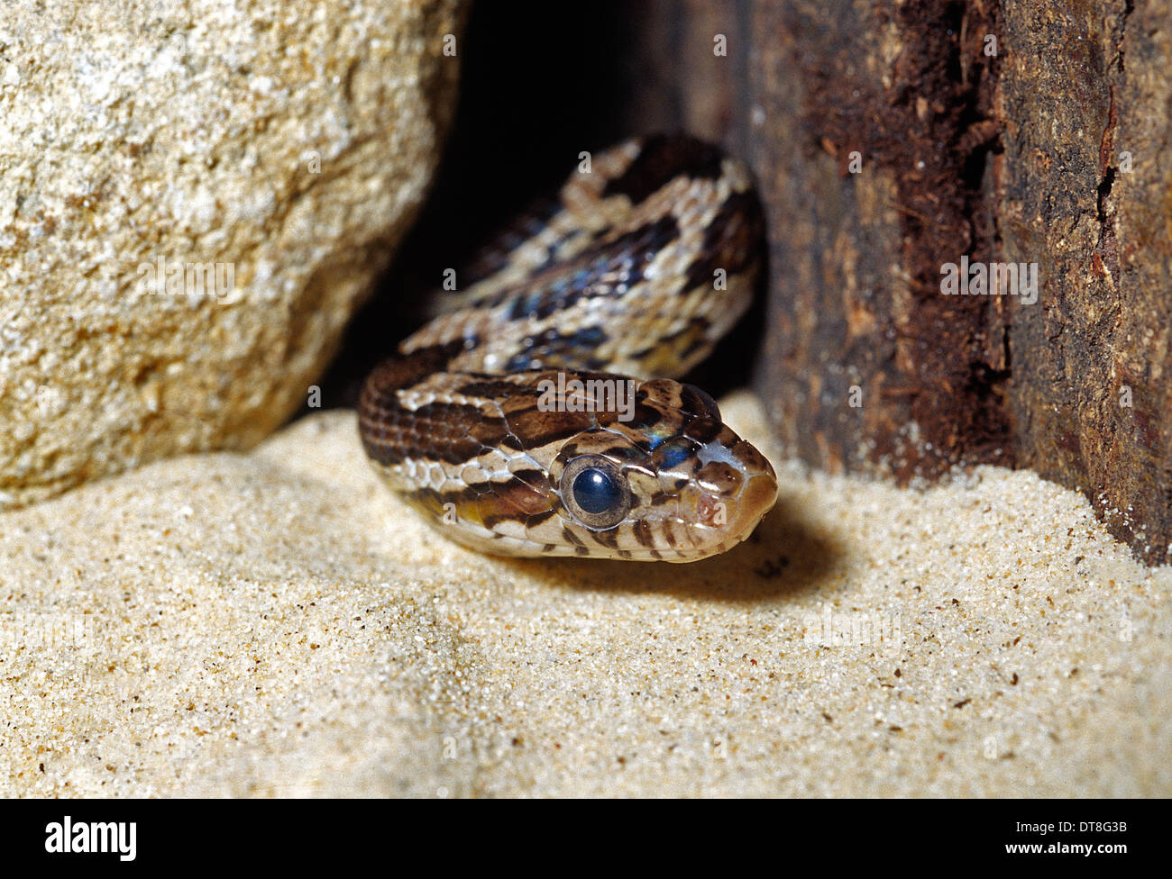 Roberto nistri horizontal snakes snake reptile reptiles Fotos und