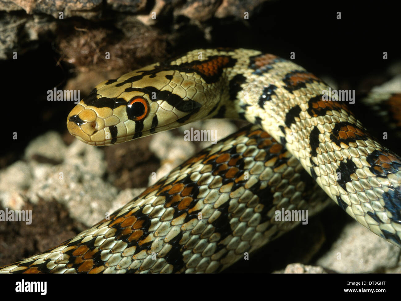 Leopard Schlange Zamenis Situla 'Maculata', Colubridae, Italien Stockfoto