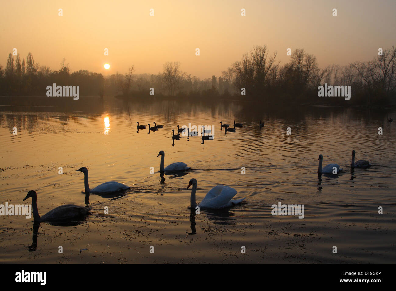 Höckerschwäne (Cygnus Olor) und Kanadagänse auf einem Oxbow See am Rheinufer im Herbst Deutschland Stockfoto