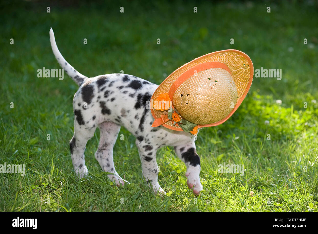 Deutsche Dogge grau Merle Welpen (6 Wochen alt) spielen mit einem Strohhut Stockfoto