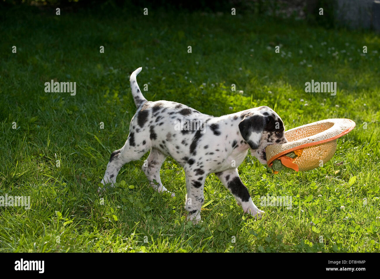 Deutsche Dogge grau Merle Welpen (6 Wochen alt) spielen mit einem Strohhut Stockfoto