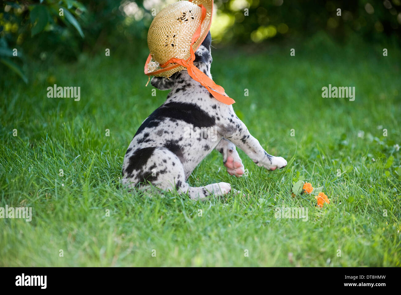 Deutsche Dogge grau Merle Welpen (6 Wochen alt) spielen mit einem Strohhut Stockfoto