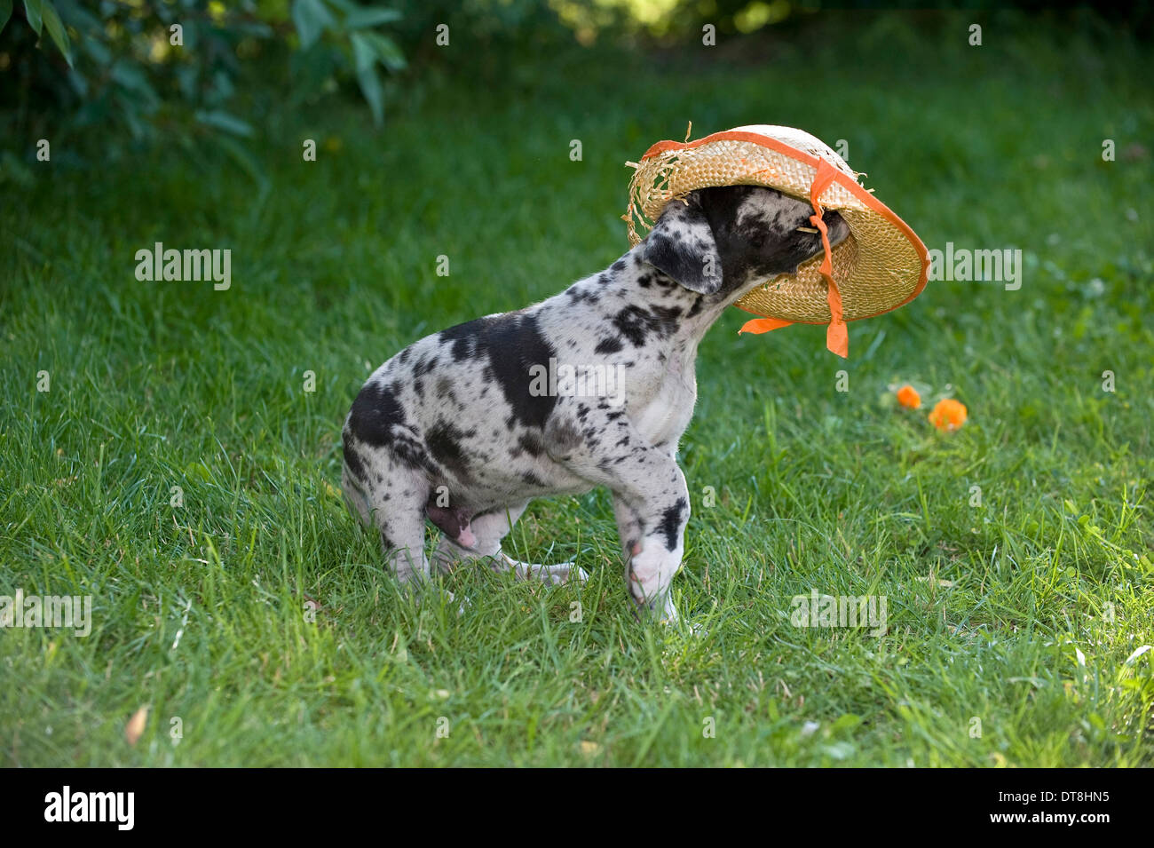 Deutsche Dogge grau Merle Welpen (6 Wochen alt) spielen mit einem Strohhut Stockfoto