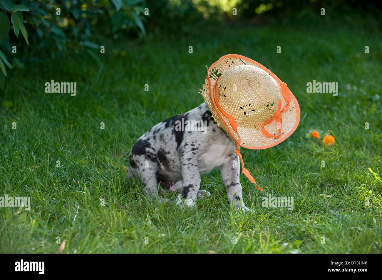 Deutsche Dogge grau Merle Welpen (6 Wochen alt) spielen mit einem Strohhut Stockfoto