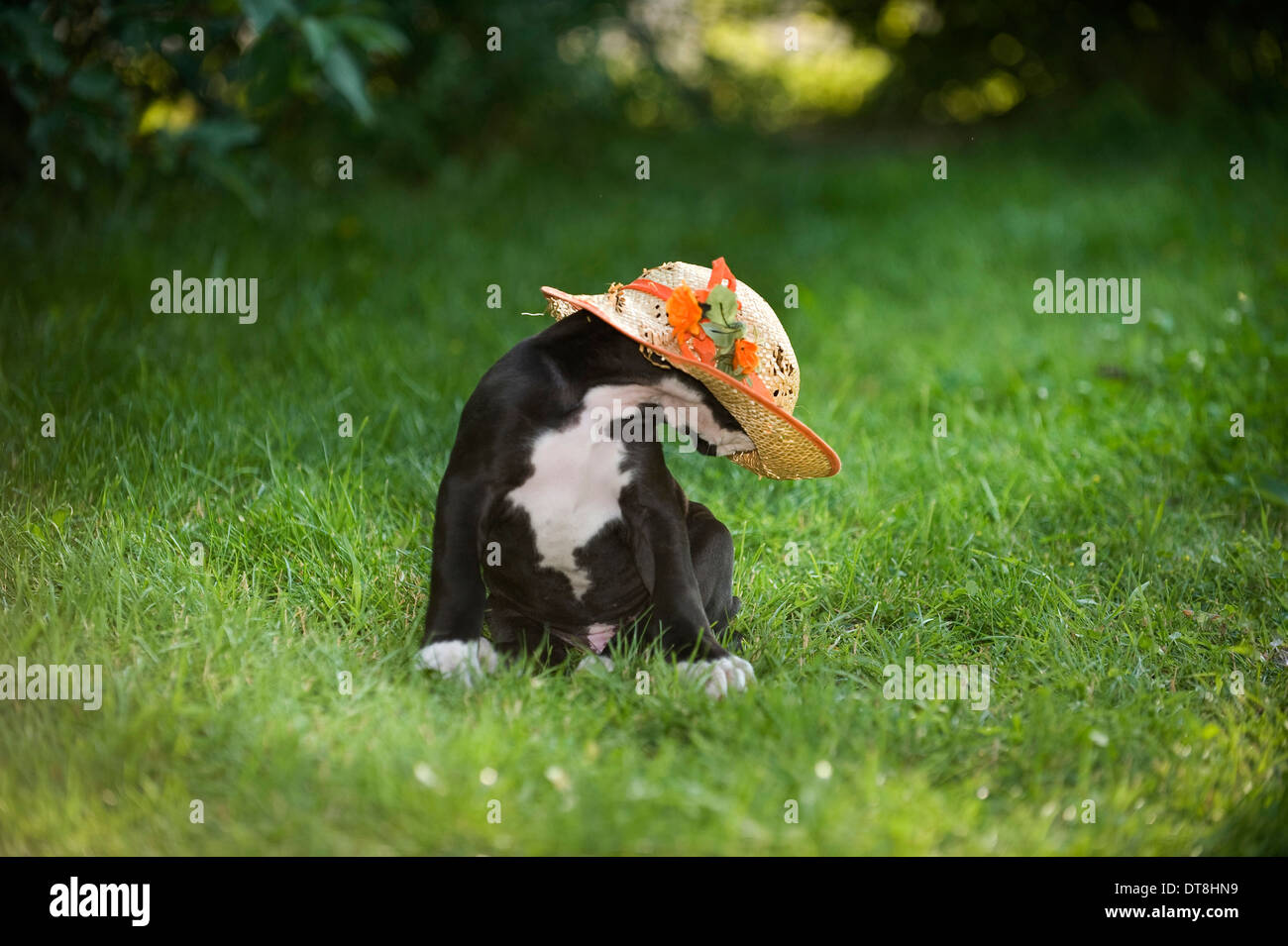 Welpen Deutsche Dogge schwarz mit weißen Flecken (6 Wochen alt) spielen mit einem Strohhut Stockfoto