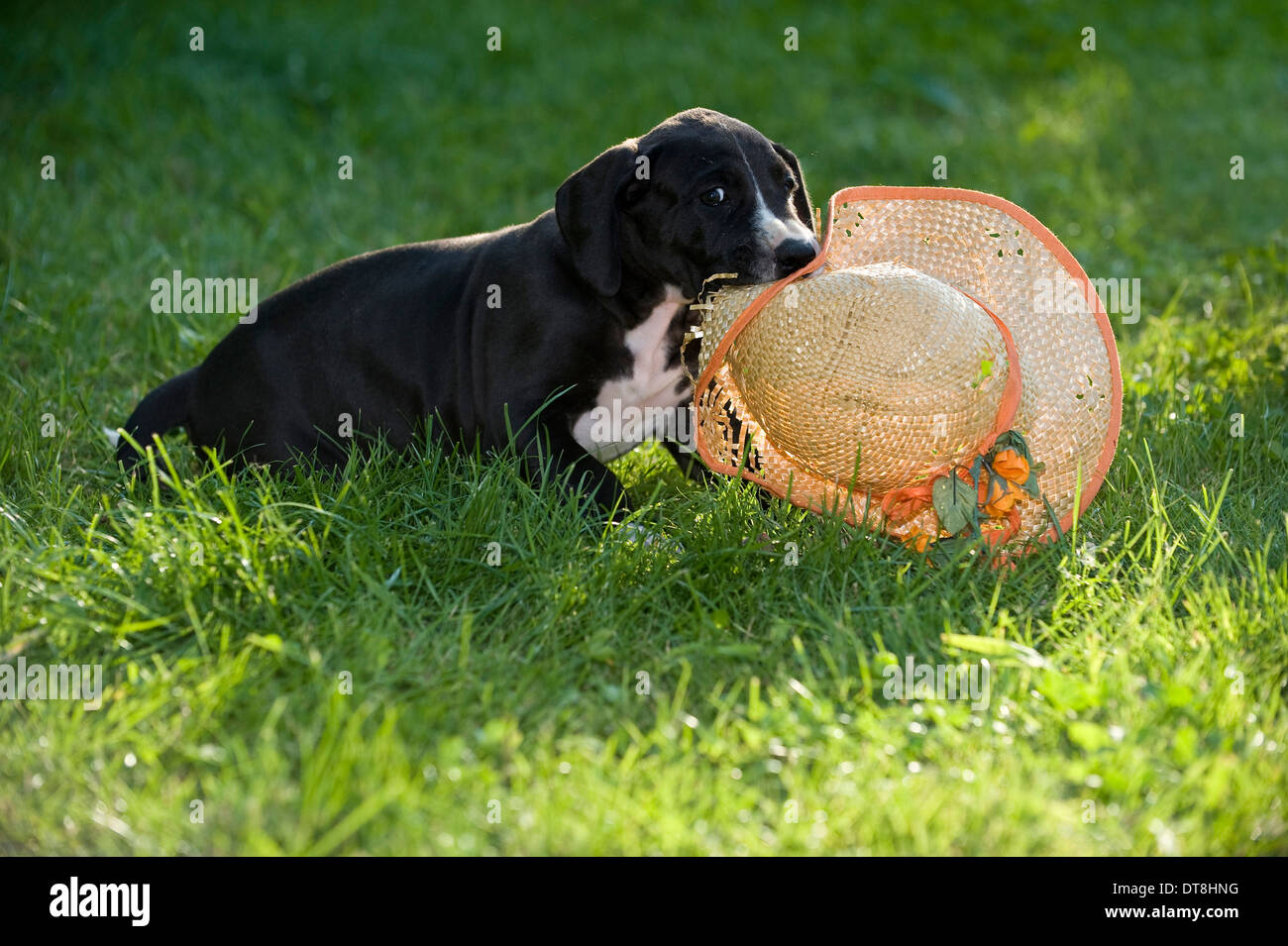 Welpen Deutsche Dogge schwarz mit weißen Flecken (6 Wochen alt) spielen mit einem Strohhut Stockfoto