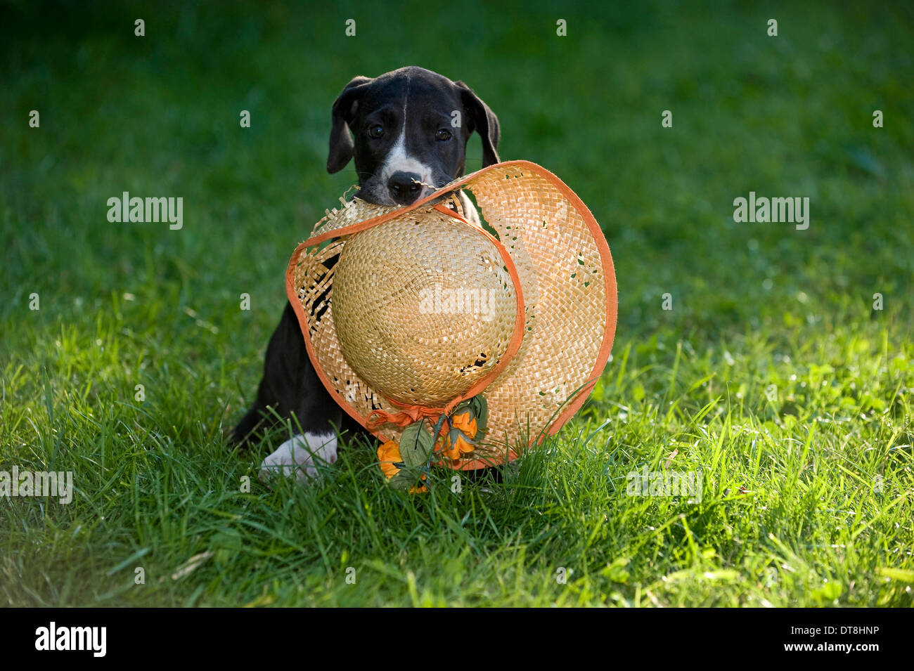 Welpen Deutsche Dogge schwarz mit weißen Flecken (6 Wochen alt) spielen mit einem Strohhut Stockfoto