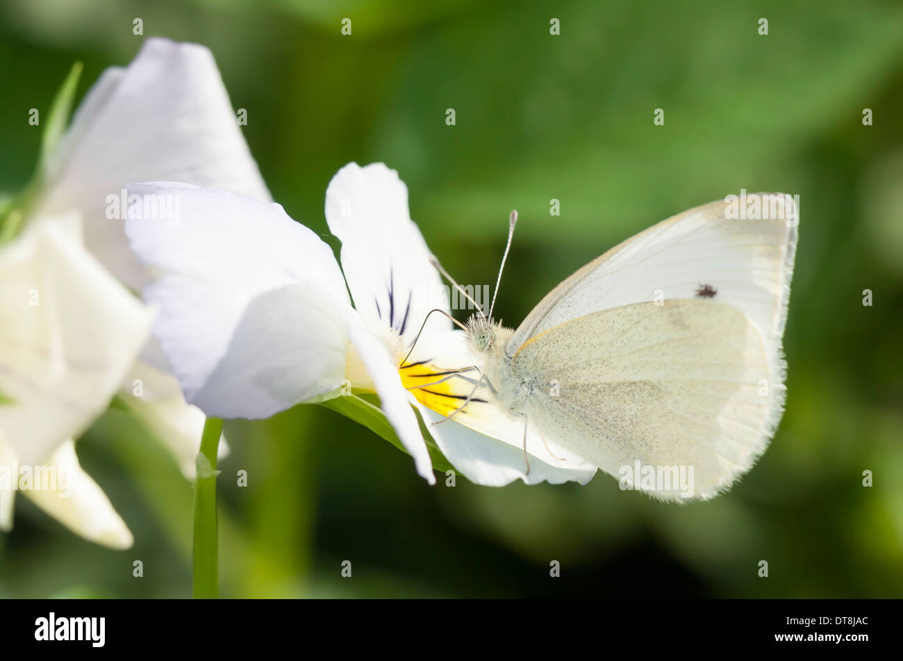 Schmetterling auf einer weißen Blume Blüte weiß Stockfoto