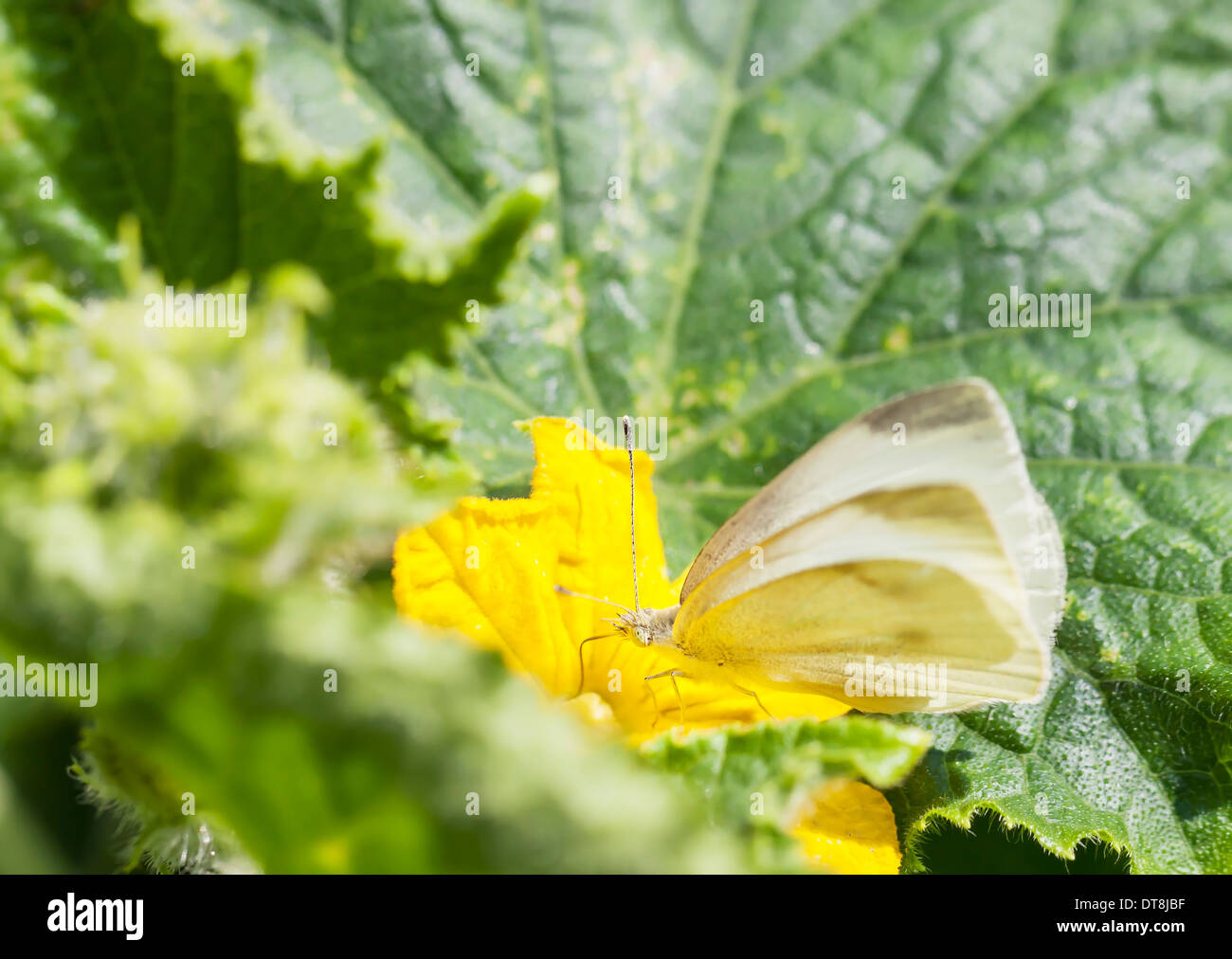 Schmetterling auf eine grüne Pflanze mit gelben Blüten weiß Stockfoto