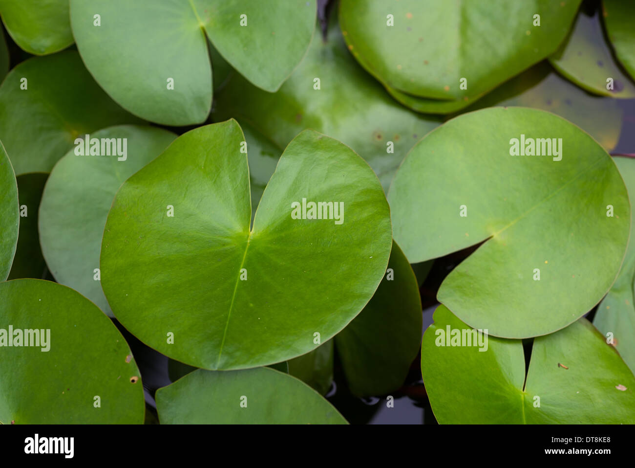 Runde Lotusblätter, Natur Pflanze Hintergrund Stockfoto