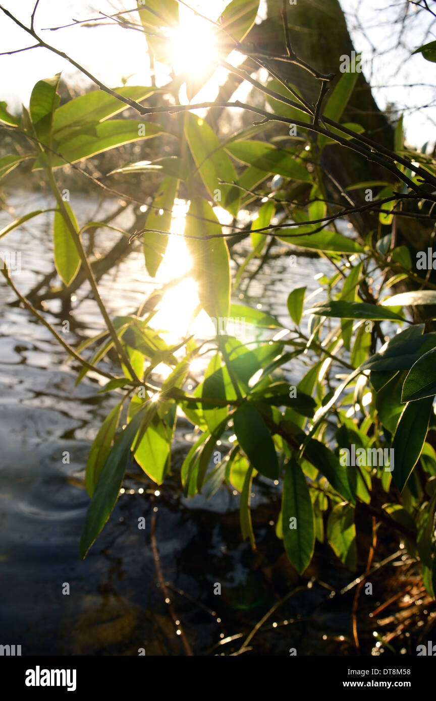 SONNENLICHT DURCH BLÄTTER ÜBER EINEM TEICH Stockfoto