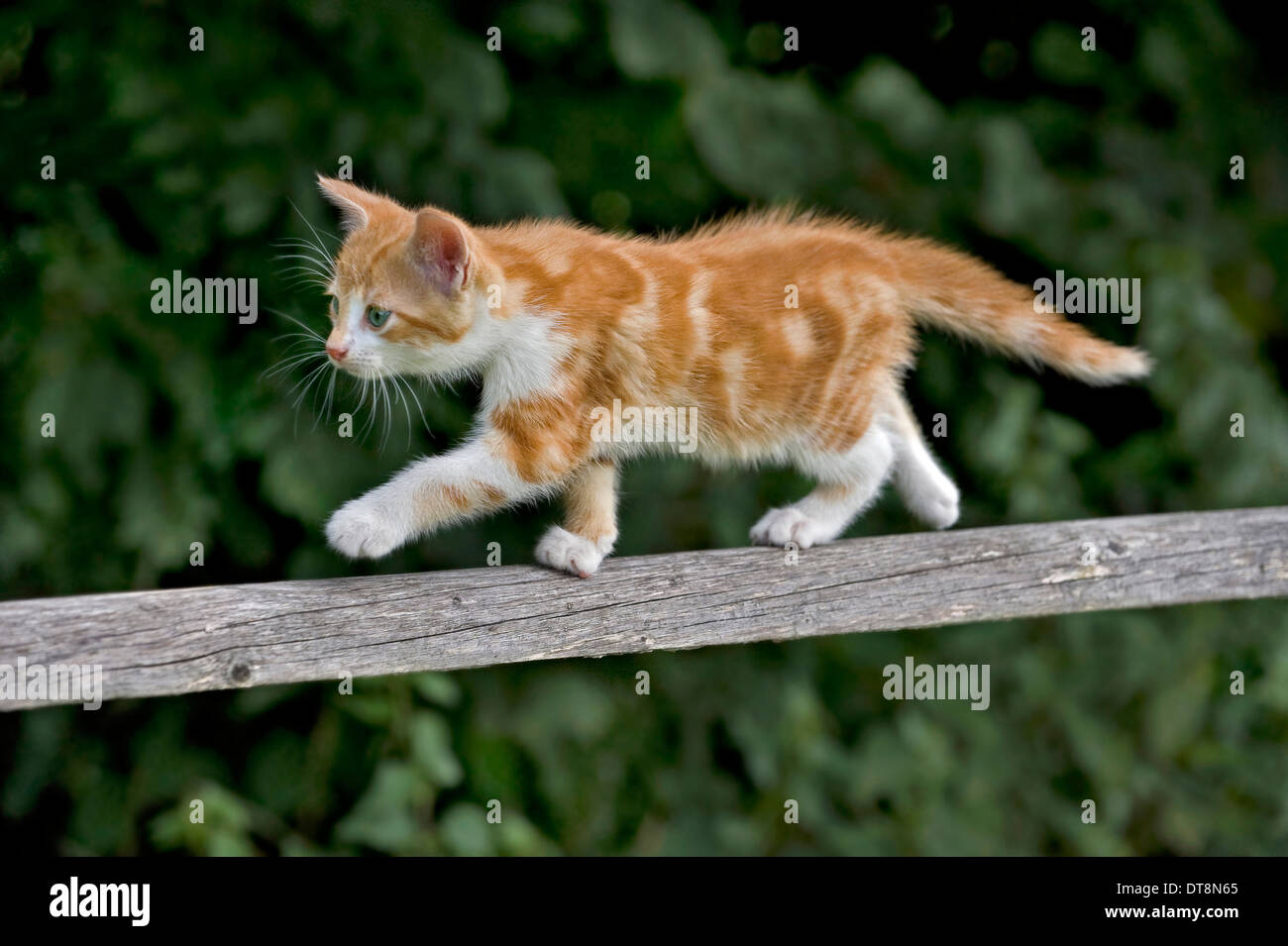 Europäisch Kurzhaar Katze Kätzchen (9 Wochen alt) balancieren auf einem  Holzzaun Stockfotografie - Alamy