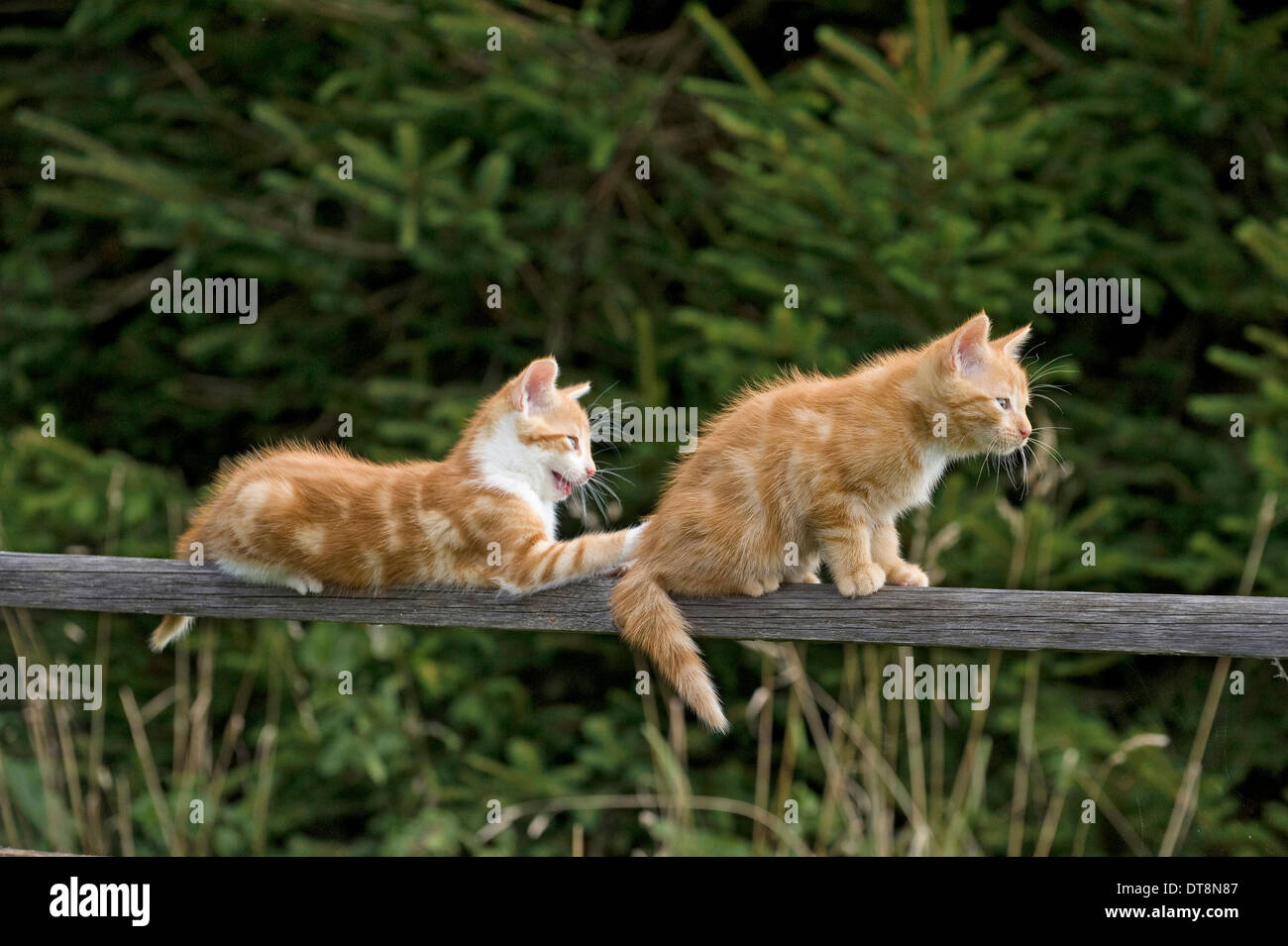 Europäisch Kurzhaar Katze zwei Kätzchen (9 Wochen alt) auf einem Holzzaun Stockfoto