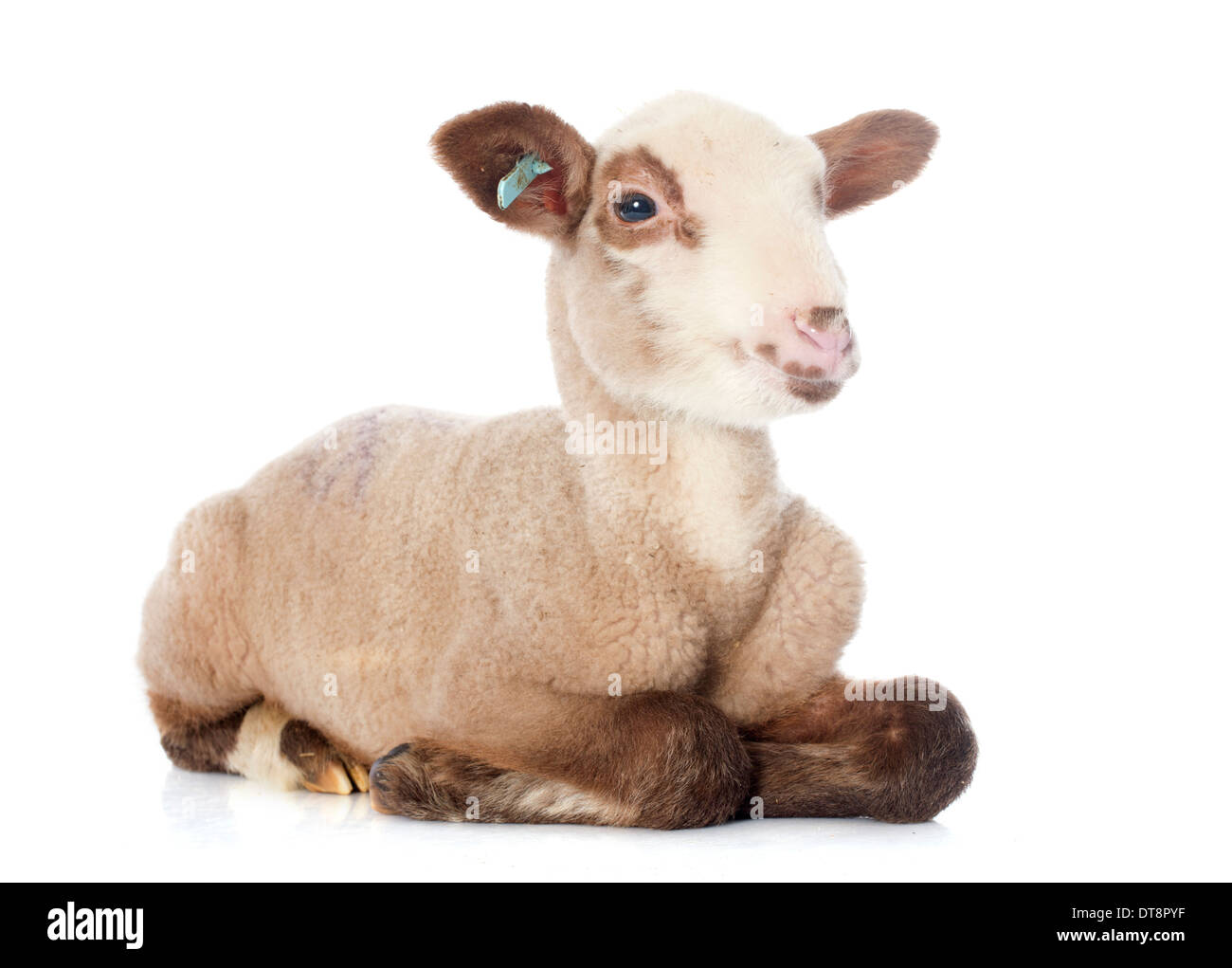 junges Lamm vor weißem Hintergrund Stockfoto