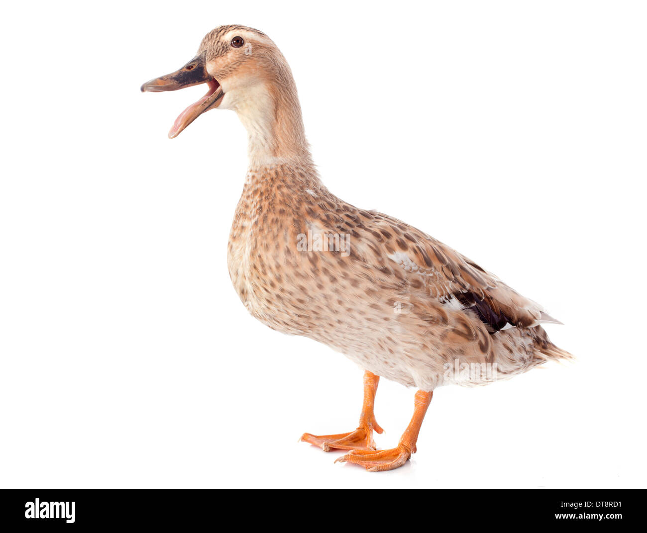 weibliche Ente vor weißem Hintergrund Stockfoto