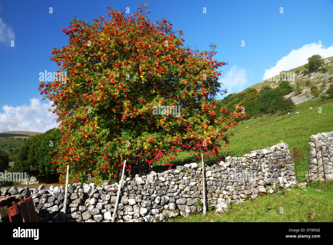 Eine Eberesche Baum voll von roten Beeren neben einer Trockensteinmauer in Kalkstein Land gesetzt. Stockfoto
