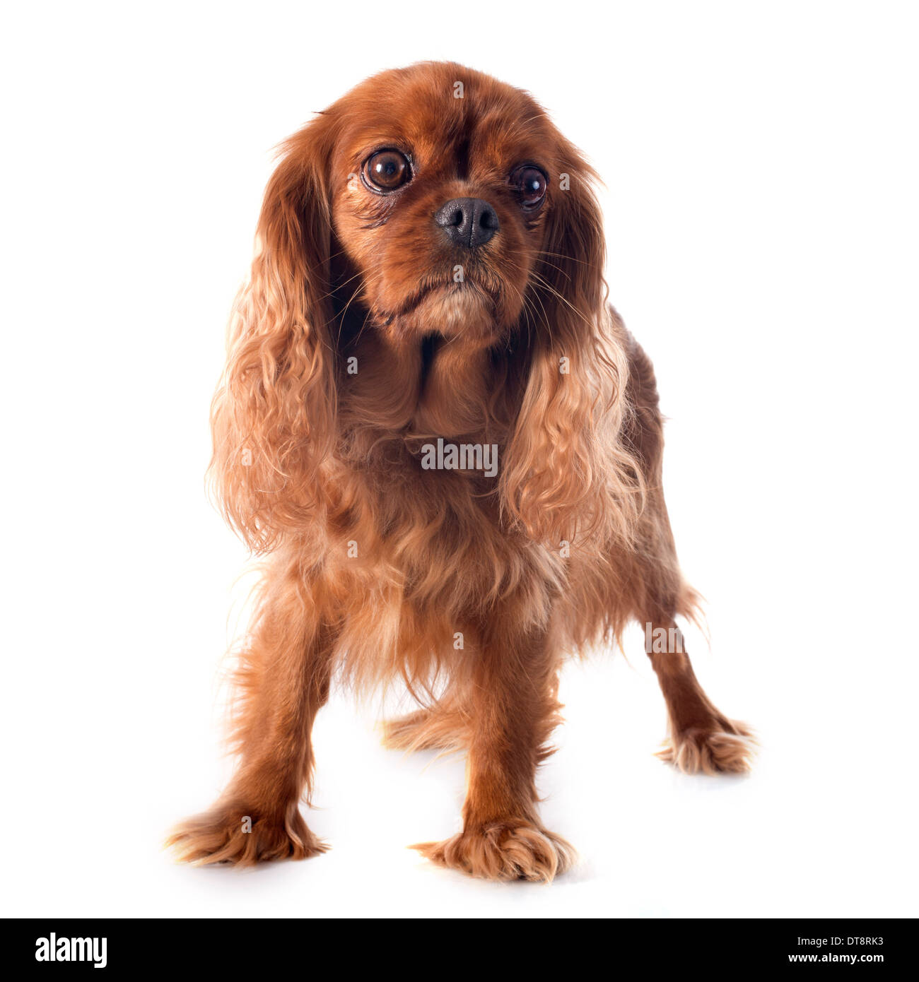 Cavalier king Charles vor weißem Hintergrund Stockfoto
