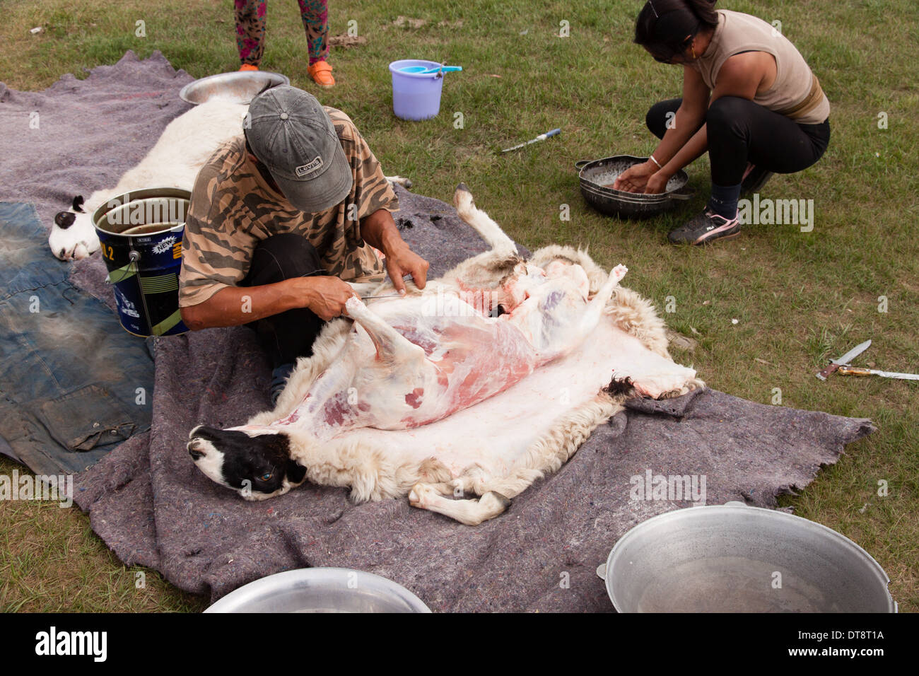 Mongolischen Nomaden Häuten und ausnehmen ein Schaf Stockfoto