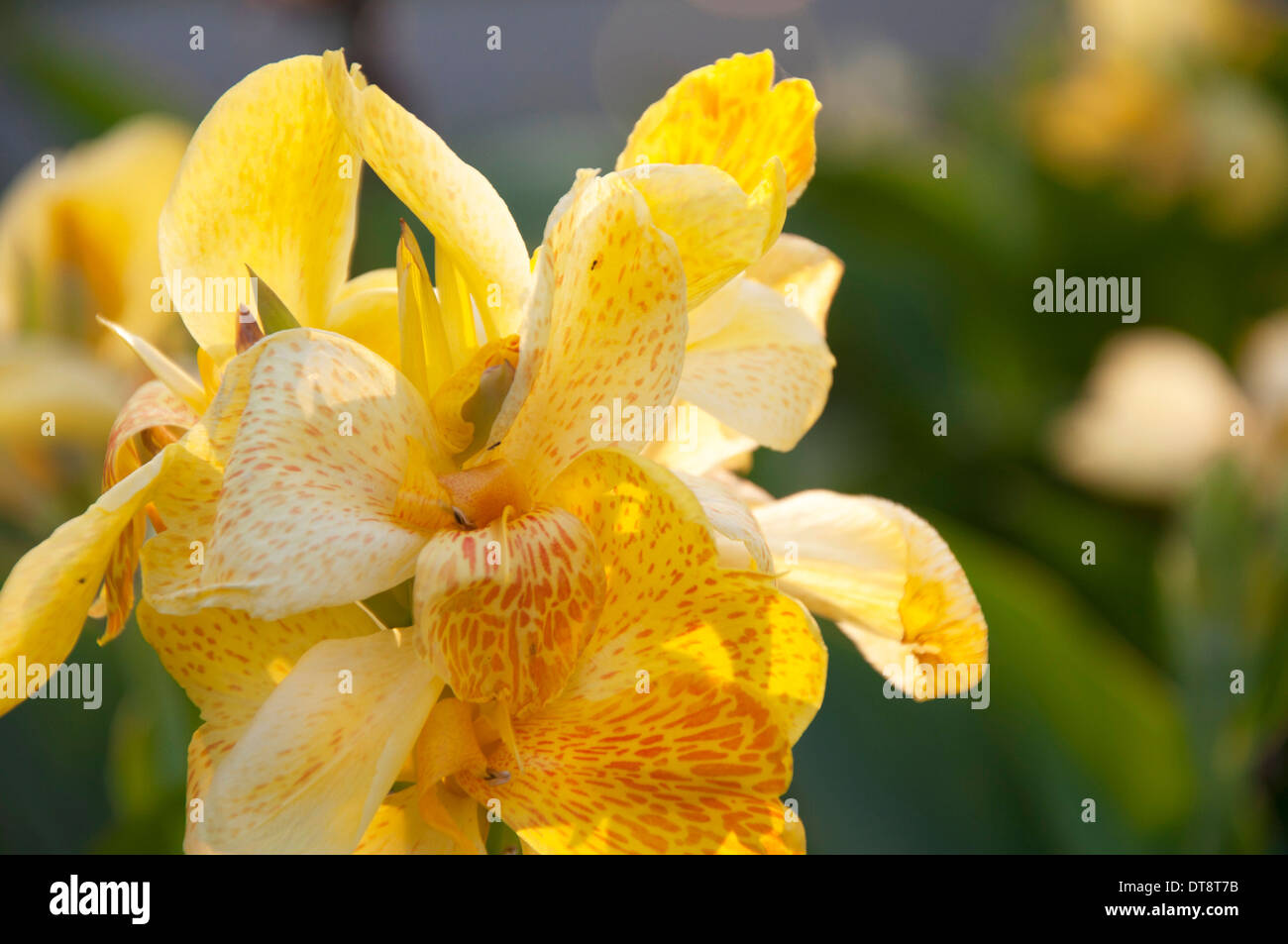 Gelbe Canna Generalis für Hintergrund Stockfoto