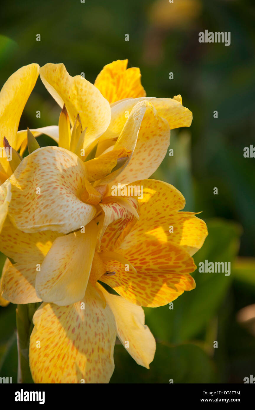 Gelbe Canna Generalis für Hintergrund Stockfoto