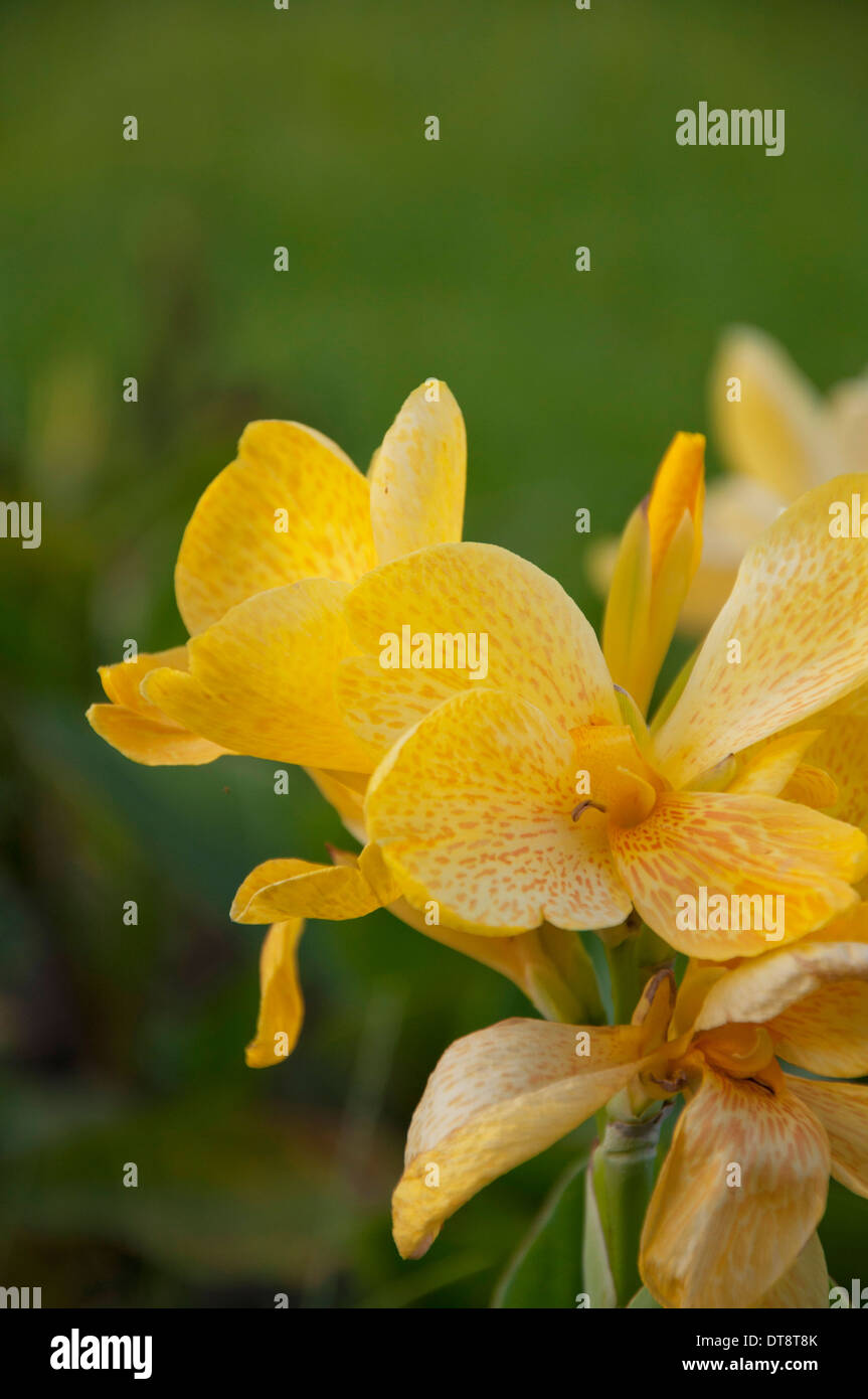 Gelbe Canna Generalis für Hintergrund Stockfoto
