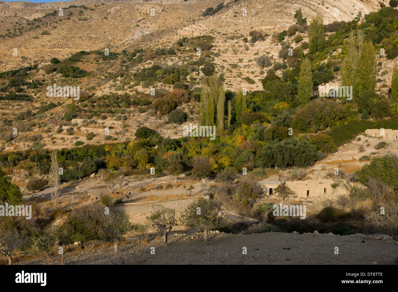 Verlassene Wohnungen und alte Terrassenfelder am Eingang in die Schlucht des Wadi Dana Dana Biosphere Reserve, Dana, Jordanien Stockfoto