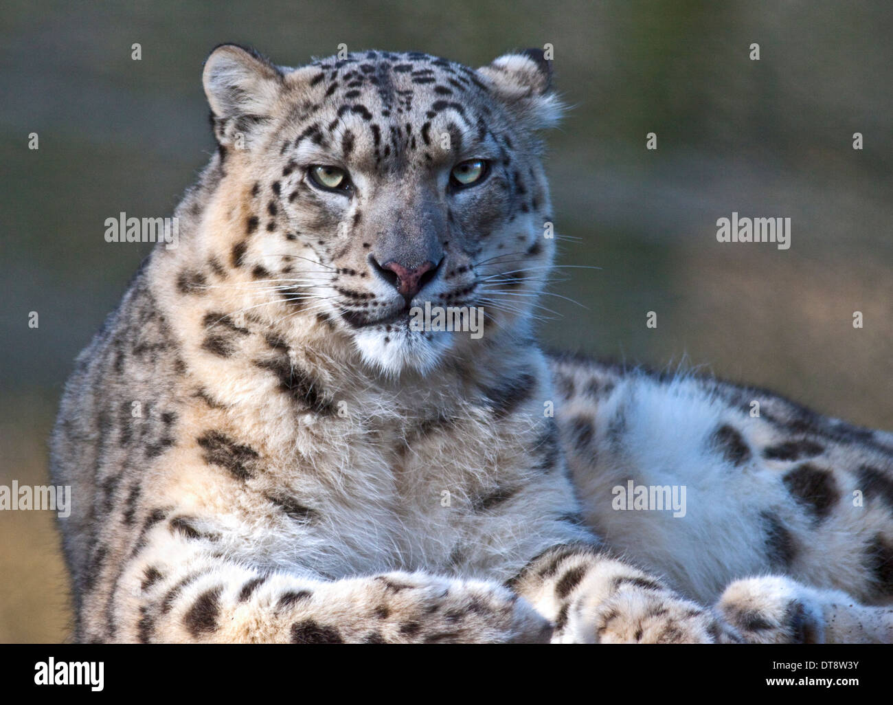 Snow Leopard (Uncia Uncia) Irina, Marwell Wildlife, UK Stockfoto
