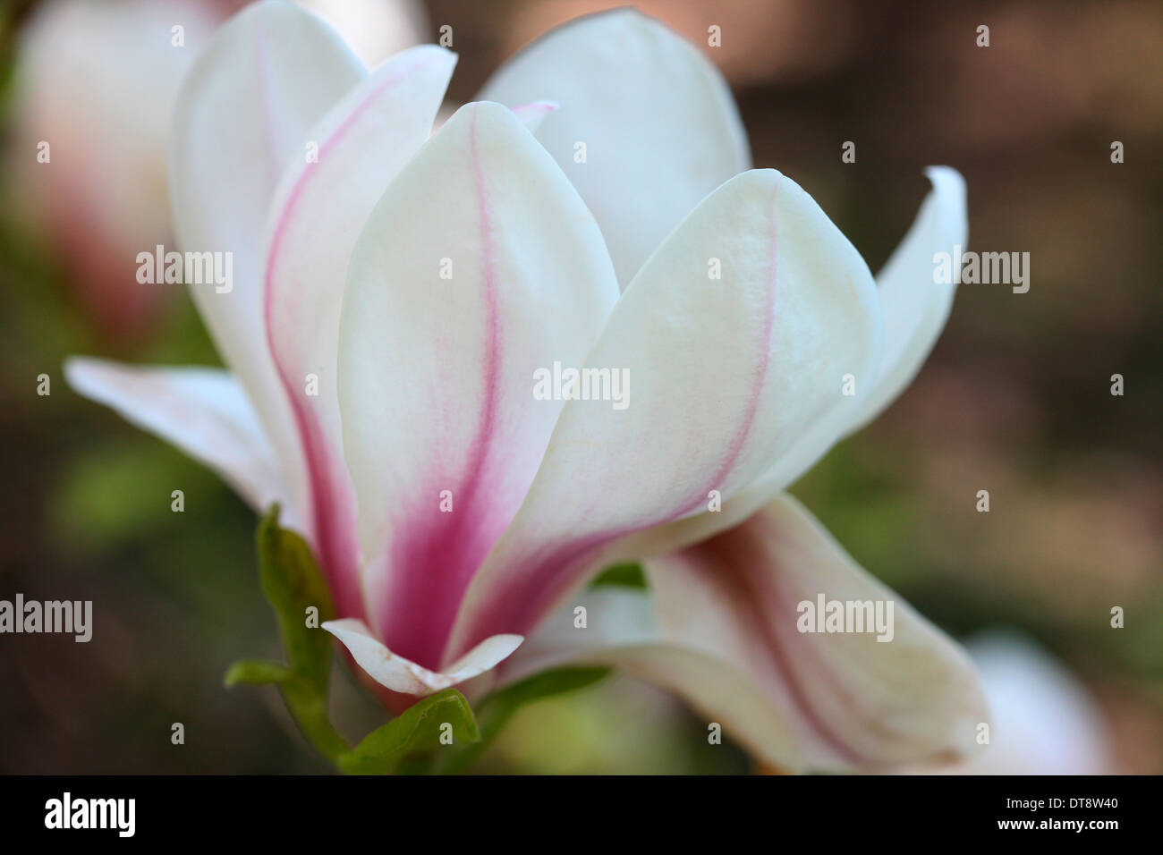 wunderschöne Magnolien blühen Jane Ann Butler Fotografie JABP1147 Stockfoto