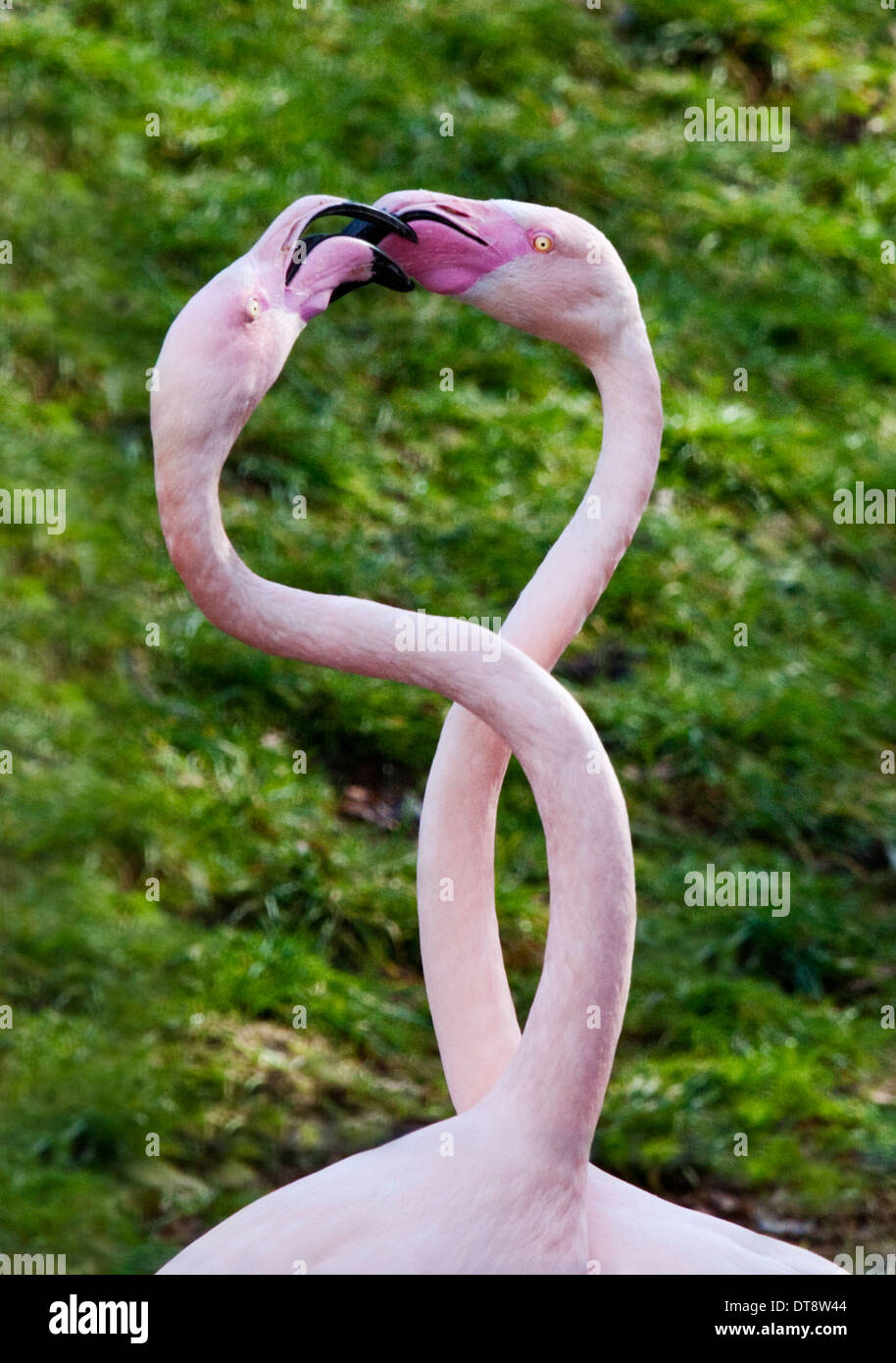 Paar von Rosaflamingos (Phoenicopterus Roseus) in den Hof ritual Stockfoto