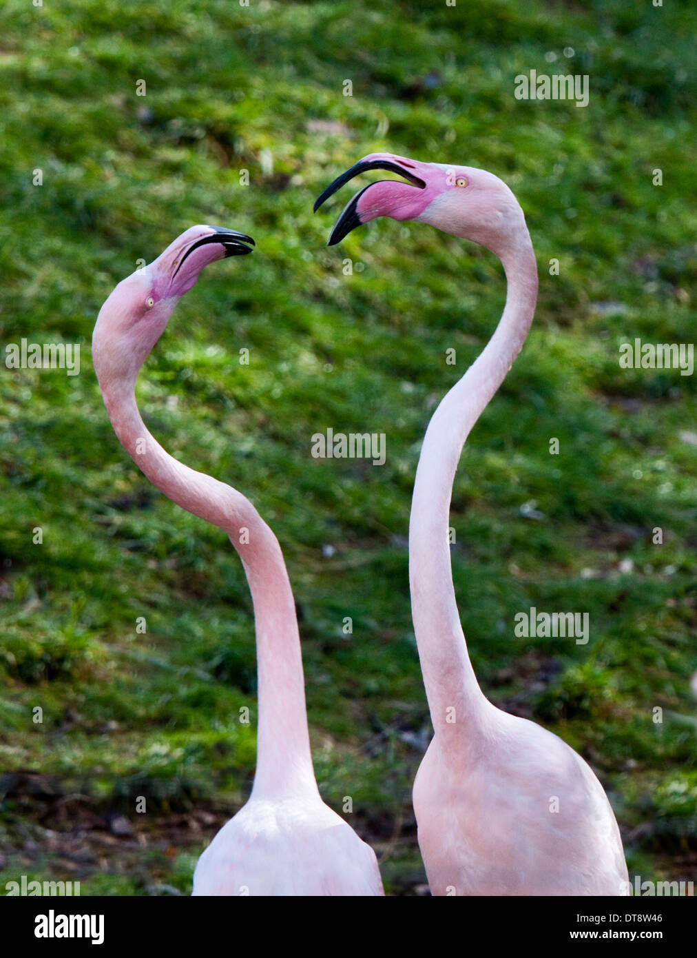 Paar von Rosaflamingos (Phoenicopterus Roseus) in den Hof ritual Stockfoto