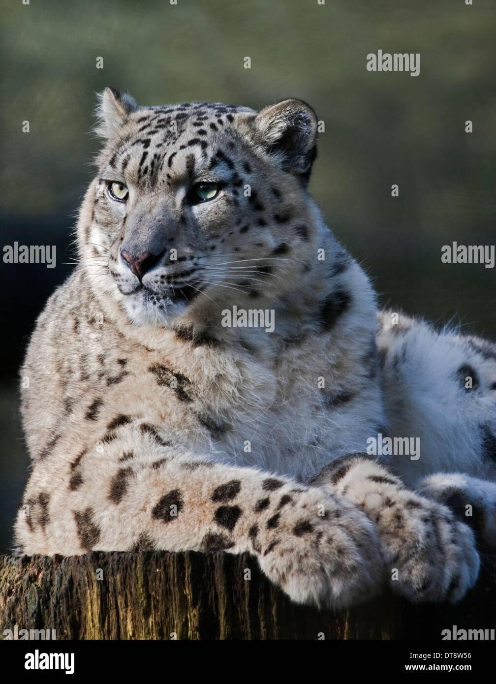 Snow Leopard (Uncia Uncia) Irina, Marwell Wildlife, UK Stockfoto