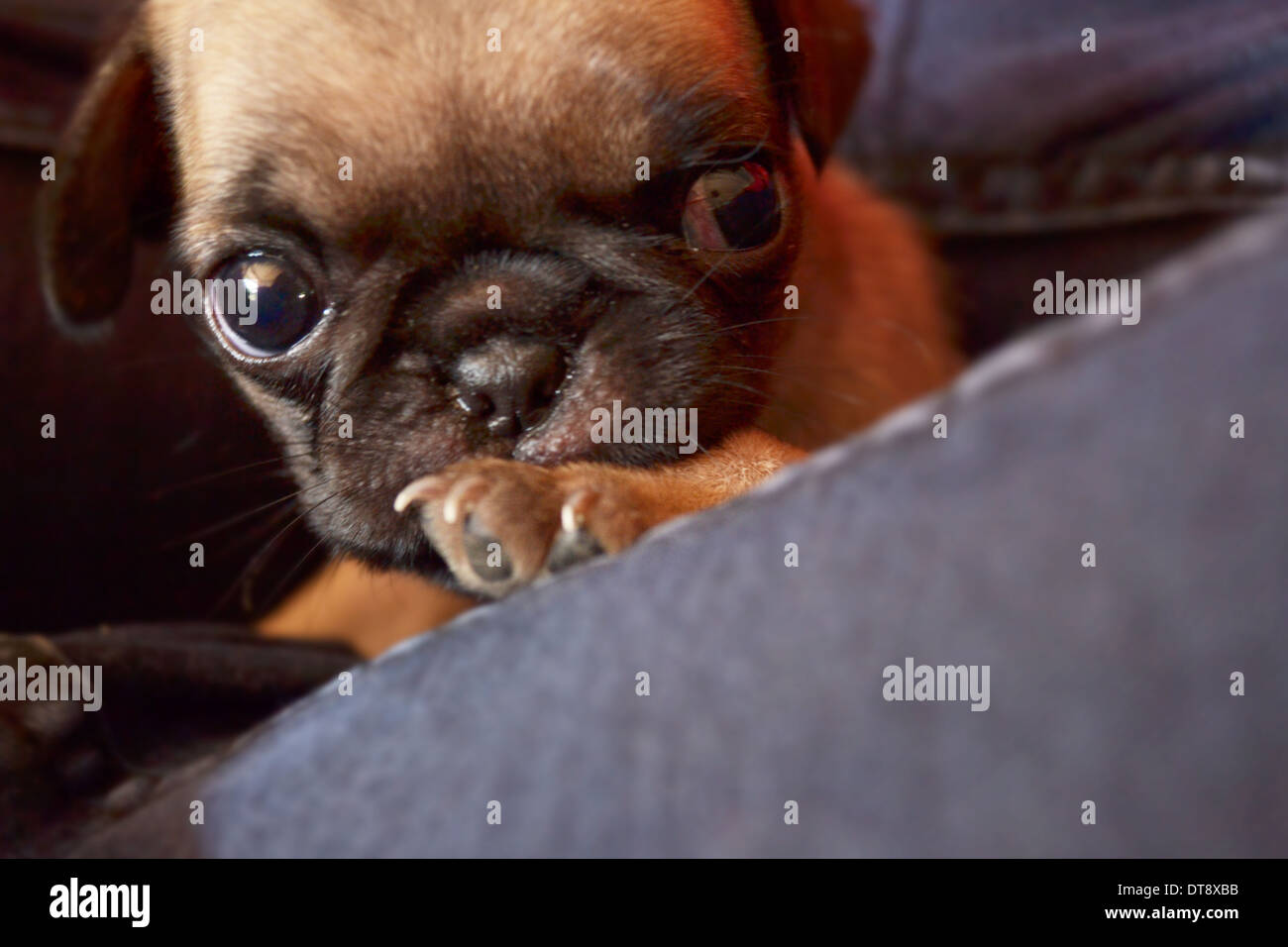 Mops Welpen schläft auf dem Bett Stockfoto